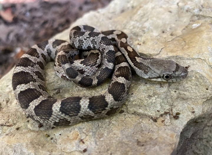 Black Rat Snake